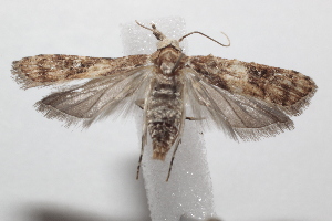  ( - 21-SRNP-101061)  @11 [ ] CreativeCommons  Attribution Non-Commercial Share-Alike (2023) Daniel H. Janzen Guanacaste Dry Forest Conservation Fund