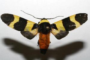  ( - 06-SRNP-101671)  @14 [ ] CreativeCommons - Attribution Non-Commercial Share-Alike (2006) Daniel H. Janzen Guanacaste Dry Forest Conservation Fund