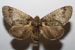  ( - 06-SRNP-101755)  @14 [ ] CreativeCommons - Attribution Non-Commercial Share-Alike (2006) Daniel H. Janzen Guanacaste Dry Forest Conservation Fund