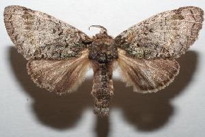  ( - 06-SRNP-102101)  @14 [ ] CreativeCommons - Attribution Non-Commercial Share-Alike (2006) Daniel H. Janzen Guanacaste Dry Forest Conservation Fund