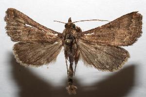  ( - 06-SRNP-102438)  @13 [ ] CreativeCommons - Attribution Non-Commercial Share-Alike (2006) Daniel H. Janzen Guanacaste Dry Forest Conservation Fund