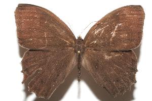  ( - 06-SRNP-103353)  @14 [ ] CreativeCommons - Attribution Non-Commercial Share-Alike (2006) Daniel H. Janzen Guanacaste Dry Forest Conservation Fund