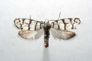  ( - 06-SRNP-104293)  @13 [ ] CreativeCommons - Attribution Non-Commercial Share-Alike (2006) Daniel H. Janzen Guanacaste Dry Forest Conservation Fund