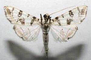  ( - 06-SRNP-104779)  @14 [ ] CreativeCommons - Attribution Non-Commercial Share-Alike (2007) Daniel H. Janzen Guanacaste Dry Forest Conservation Fund