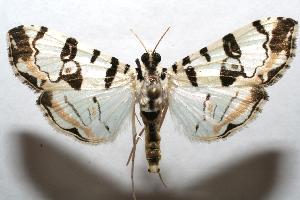  ( - 06-SRNP-105530)  @14 [ ] CreativeCommons - Attribution Non-Commercial Share-Alike (2007) Daniel H. Janzen Guanacaste Dry Forest Conservation Fund