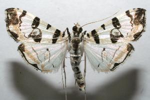  ( - 06-SRNP-105817)  @14 [ ] CreativeCommons - Attribution Non-Commercial Share-Alike (2007) Daniel H. Janzen Guanacaste Dry Forest Conservation Fund