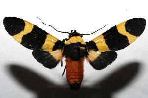  ( - 06-SRNP-106098)  @14 [ ] CreativeCommons - Attribution Non-Commercial Share-Alike (2007) Daniel H. Janzen Guanacaste Dry Forest Conservation Fund