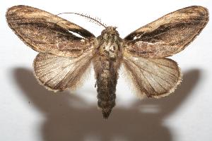  ( - 06-SRNP-106332)  @14 [ ] CreativeCommons - Attribution Non-Commercial Share-Alike (2007) Daniel H. Janzen Guanacaste Dry Forest Conservation Fund