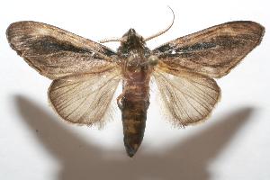  ( - 06-SRNP-106333)  @14 [ ] CreativeCommons - Attribution Non-Commercial Share-Alike (2007) Daniel H. Janzen Guanacaste Dry Forest Conservation Fund