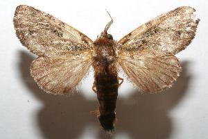  ( - 06-SRNP-106359)  @14 [ ] CreativeCommons - Attribution Non-Commercial Share-Alike (2007) Daniel H. Janzen Guanacaste Dry Forest Conservation Fund