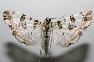  ( - 06-SRNP-106728)  @14 [ ] CreativeCommons - Attribution Non-Commercial Share-Alike (2007) Daniel H. Janzen Guanacaste Dry Forest Conservation Fund