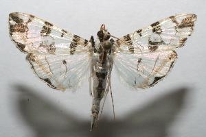  ( - 06-SRNP-106729)  @14 [ ] CreativeCommons - Attribution Non-Commercial Share-Alike (2007) Daniel H. Janzen Guanacaste Dry Forest Conservation Fund