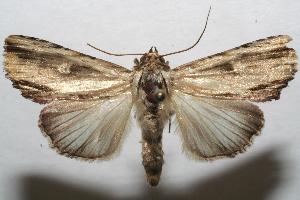  ( - 06-SRNP-106857)  @14 [ ] CreativeCommons - Attribution Non-Commercial Share-Alike (2007) Daniel H. Janzen Guanacaste Dry Forest Conservation Fund