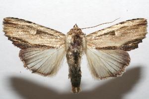  ( - 06-SRNP-106859)  @14 [ ] CreativeCommons - Attribution Non-Commercial Share-Alike (2007) Daniel H. Janzen Guanacaste Dry Forest Conservation Fund