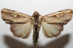  ( - 06-SRNP-106860)  @14 [ ] CreativeCommons - Attribution Non-Commercial Share-Alike (2007) Daniel H. Janzen Guanacaste Dry Forest Conservation Fund