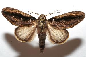  ( - 06-SRNP-107557)  @14 [ ] CreativeCommons - Attribution Non-Commercial Share-Alike (2007) Daniel H. Janzen Guanacaste Dry Forest Conservation Fund