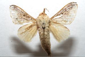  ( - 06-SRNP-109526)  @13 [ ] CreativeCommons - Attribution Non-Commercial Share-Alike (2007) Daniel H. Janzen Guanacaste Dry Forest Conservation Fund