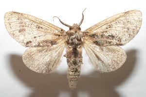  ( - 07-SRNP-101152)  @14 [ ] CreativeCommons - Attribution Non-Commercial Share-Alike (2007) Daniel H. Janzen Guanacaste Dry Forest Conservation Fund