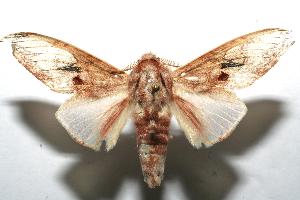  ( - 07-SRNP-101685)  @13 [ ] CreativeCommons - Attribution Non-Commercial Share-Alike (2007) Daniel H. Janzen Guanacaste Dry Forest Conservation Fund