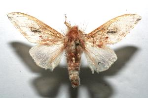  ( - 07-SRNP-101686)  @13 [ ] CreativeCommons - Attribution Non-Commercial Share-Alike (2007) Daniel H. Janzen Guanacaste Dry Forest Conservation Fund