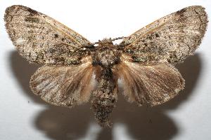  ( - 07-SRNP-101725)  @14 [ ] CreativeCommons - Attribution Non-Commercial Share-Alike (2007) Daniel H. Janzen Guanacaste Dry Forest Conservation Fund