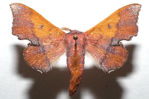 ( - 07-SRNP-102067)  @13 [ ] CreativeCommons - Attribution Non-Commercial Share-Alike (2007) Daniel H. Janzen Guanacaste Dry Forest Conservation Fund