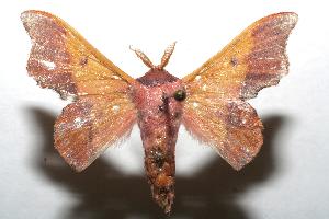  ( - 07-SRNP-102068)  @13 [ ] CreativeCommons - Attribution Non-Commercial Share-Alike (2007) Daniel H. Janzen Guanacaste Dry Forest Conservation Fund