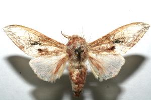  ( - 07-SRNP-102221)  @13 [ ] CreativeCommons - Attribution Non-Commercial Share-Alike (2007) Daniel H. Janzen Guanacaste Dry Forest Conservation Fund