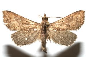  ( - 07-SRNP-102476)  @13 [ ] CreativeCommons - Attribution Non-Commercial Share-Alike (2007) Daniel H. Janzen Guanacaste Dry Forest Conservation Fund