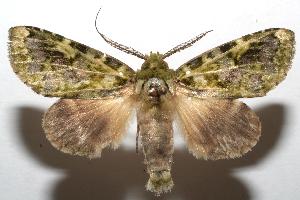  ( - 07-SRNP-103433)  @14 [ ] CreativeCommons - Attribution Non-Commercial Share-Alike (2007) Daniel H. Janzen Guanacaste Dry Forest Conservation Fund