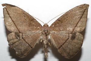  ( - 07-SRNP-103519)  @12 [ ] CreativeCommons - Attribution Non-Commercial Share-Alike (2007) Daniel H. Janzen Guanacaste Dry Forest Conservation Fund