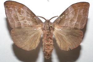  ( - 07-SRNP-105371)  @14 [ ] CreativeCommons - Attribution Non-Commercial Share-Alike (2010) Daniel H. Janzen Guanacaste Dry Forest Conservation Fund