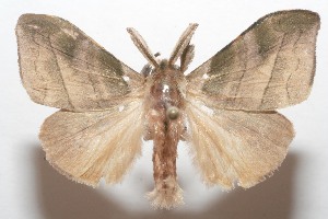  ( - 07-SRNP-111289)  @14 [ ] CreativeCommons - Attribution Non-Commercial Share-Alike (2008) Daniel H. Janzen Guanacaste Dry Forest Conservation Fund