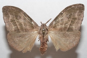  ( - 07-SRNP-111579)  @14 [ ] CreativeCommons - Attribution Non-Commercial Share-Alike (2008) Daniel H. Janzen Guanacaste Dry Forest Conservation Fund