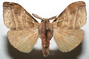  ( - 07-SRNP-113345)  @14 [ ] CreativeCommons - Attribution Non-Commercial Share-Alike (2008) Daniel H. Janzen Guanacaste Dry Forest Conservation Fund