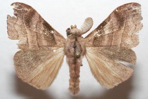  ( - 07-SRNP-114040)  @14 [ ] CreativeCommons - Attribution Non-Commercial Share-Alike (2008) Daniel H. Janzen Guanacaste Dry Forest Conservation Fund