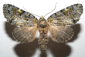  ( - 08-SRNP-101812)  @14 [ ] CreativeCommons - Attribution Non-Commercial Share-Alike (2008) Daniel H. Janzen Guanacaste Dry Forest Conservation Fund