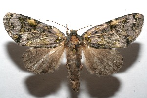  ( - 08-SRNP-102013)  @14 [ ] CreativeCommons - Attribution Non-Commercial Share-Alike (2008) Daniel H. Janzen Guanacaste Dry Forest Conservation Fund