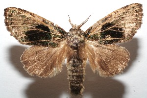  ( - 08-SRNP-102106)  @14 [ ] CreativeCommons - Attribution Non-Commercial Share-Alike (2008) Daniel H. Janzen Guanacaste Dry Forest Conservation Fund