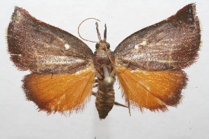  ( - 08-SRNP-102434)  @14 [ ] CreativeCommons - Attribution Non-Commercial Share-Alike (2008) Daniel H. Janzen Guanacaste Dry Forest Conservation Fund