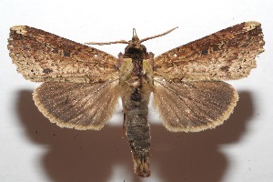  ( - 08-SRNP-102614)  @13 [ ] CreativeCommons - Attribution Non-Commercial Share-Alike (2008) Daniel H. Janzen Guanacaste Dry Forest Conservation Fund