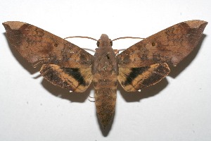  ( - 08-SRNP-102682)  @14 [ ] CreativeCommons - Attribution Non-Commercial Share-Alike (2008) Daniel H. Janzen Guanacaste Dry Forest Conservation Fund