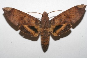  ( - 08-SRNP-102683)  @14 [ ] CreativeCommons - Attribution Non-Commercial Share-Alike (2008) Daniel H. Janzen Guanacaste Dry Forest Conservation Fund