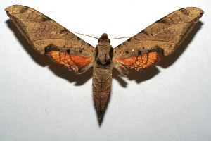  ( - 08-SRNP-104092)  @14 [ ] CreativeCommons - Attribution Non-Commercial Share-Alike (2008) Daniel H. Janzen Guanacaste Dry Forest Conservation Fund