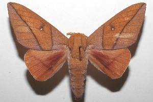  ( - 08-SRNP-104732)  @14 [ ] CreativeCommons - Attribution Non-Commercial Share-Alike (2008) Daniel H. Janzen Guanacaste Dry Forest Conservation Fund