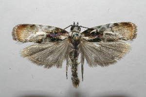  ( - 08-SRNP-105476)  @13 [ ] CreativeCommons - Attribution Non-Commercial Share-Alike (2013) Daniel H. Janzen Guanacaste Dry Forest Conservation Fund