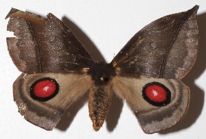  ( - 17-SRNP-2014)  @11 [ ] CreativeCommons  Attribution Non-Commercial Share-Alike (2023) Daniel H. Janzen Guanacaste Dry Forest Conservation Fund