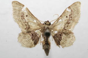  (Idaea BioLep207 - 08-SRNP-106019)  @14 [ ] CreativeCommons - Attribution Non-Commercial Share-Alike (2013) Daniel H. Janzen Guanacaste Dry Forest Conservation Fund