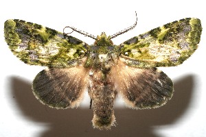  ( - 08-SRNP-106833)  @14 [ ] CreativeCommons - Attribution Non-Commercial Share-Alike (2013) Daniel H. Janzen Guanacaste Dry Forest Conservation Fund