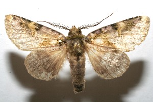  ( - 08-SRNP-106834)  @14 [ ] CreativeCommons - Attribution Non-Commercial Share-Alike (2013) Daniel H. Janzen Guanacaste Dry Forest Conservation Fund